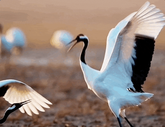 9.gif