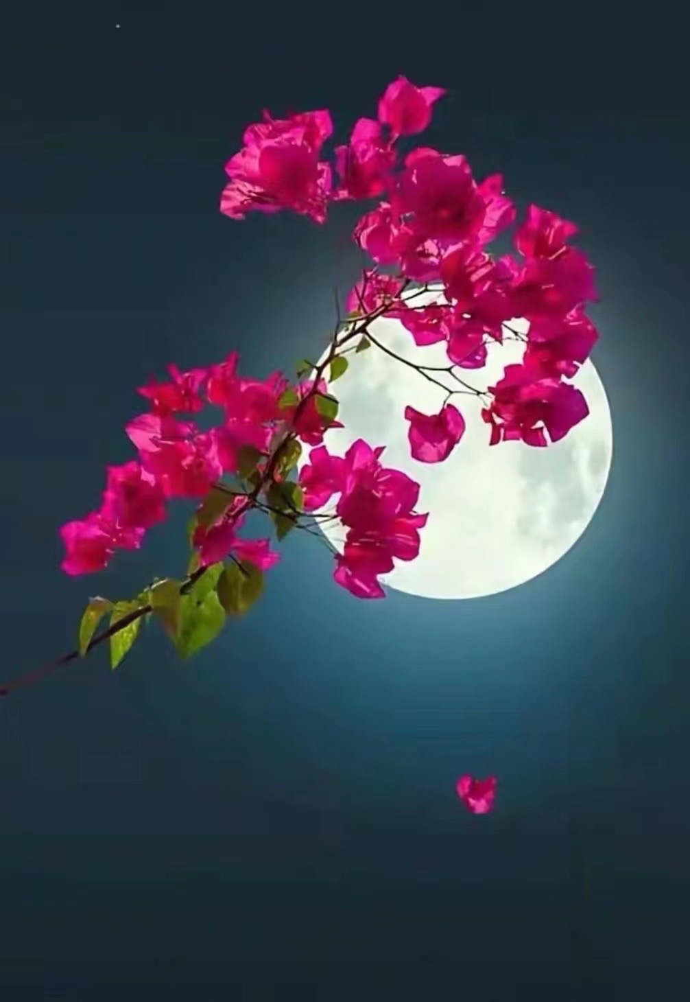 134634qa9yq19xa8d72gau.jpeg