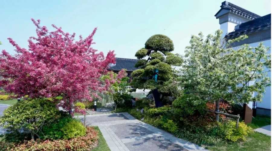 “满街棠树有遗风——盐城海棠园怀古忆旧笔记之一｜相鸿：四月盐城尽花园　海棠盛宴忆汝珍_4.jpg