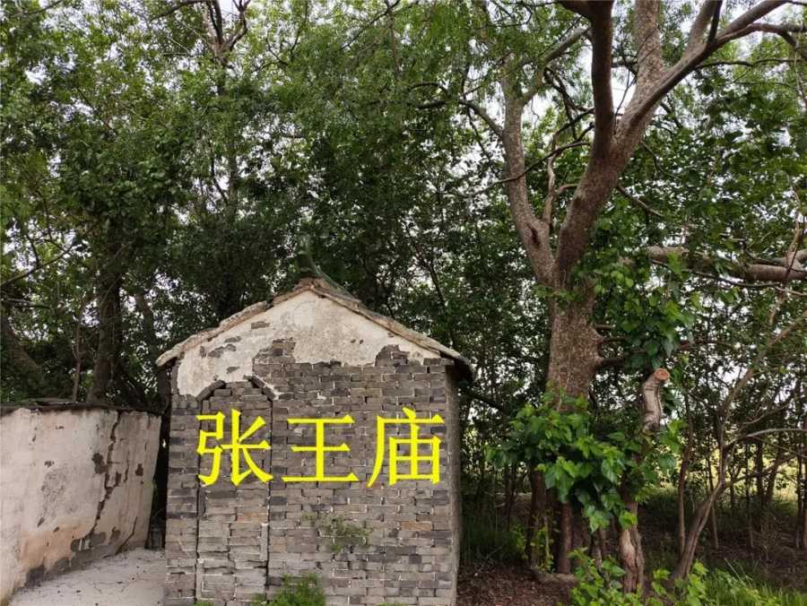 寻访张士诚出生地张家墩.jpg