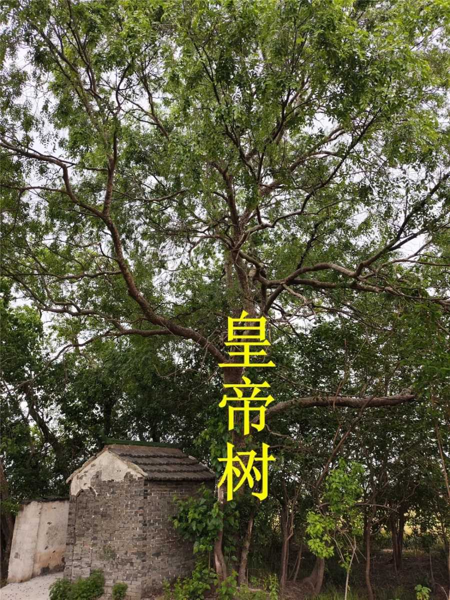 寻访张士诚出生地张家墩_2.jpg